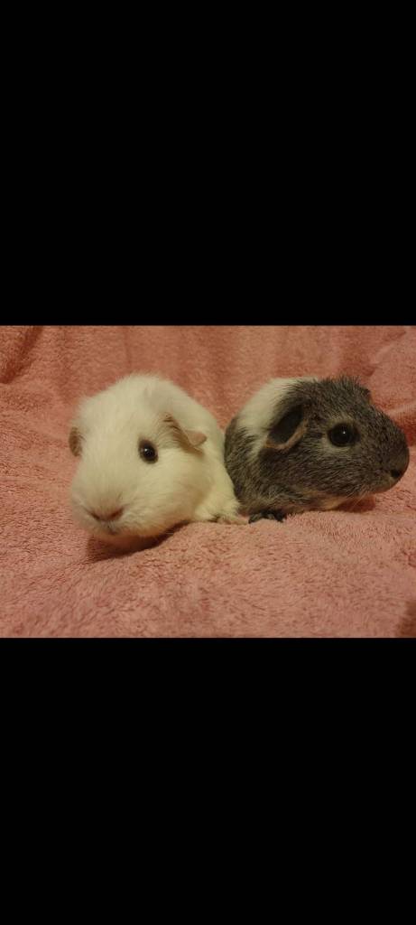 Two guinea pigs one white and one grey on a pink fleecy blanket