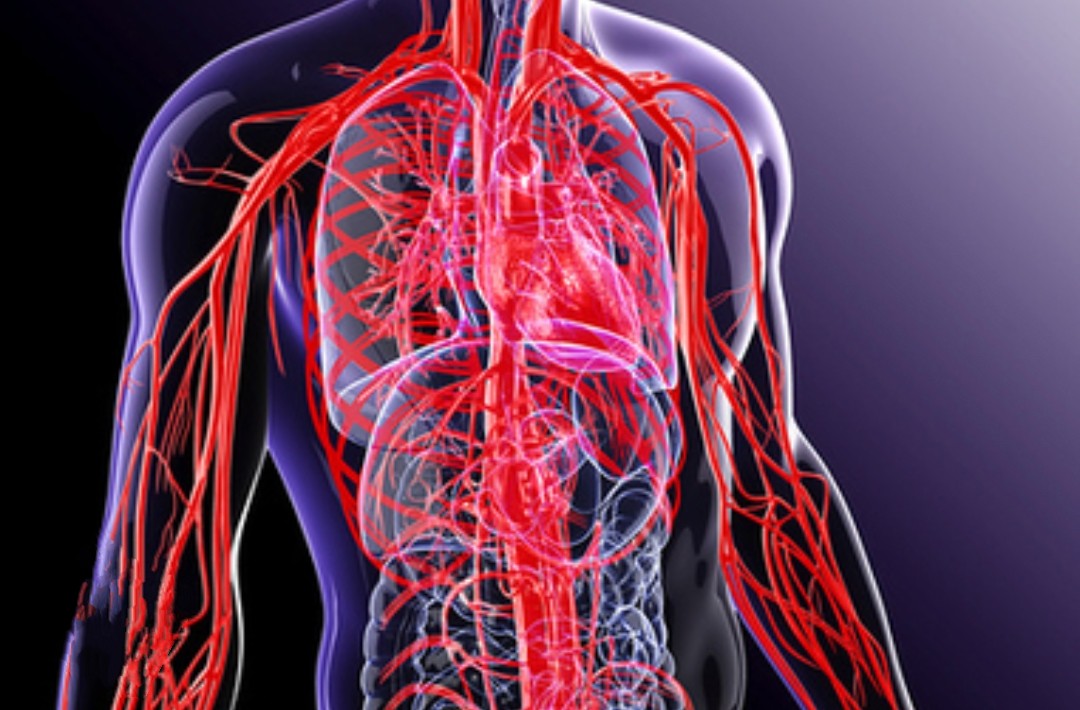 blood vessels in body